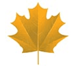 Maple leaf